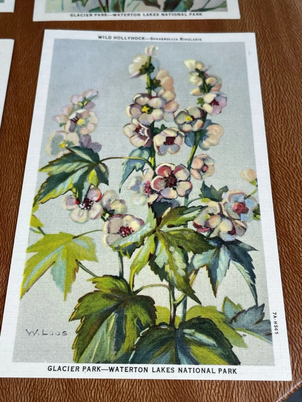 Vintage Pack of Postcards Glacier-Waterton National Parks Floral Set of 12